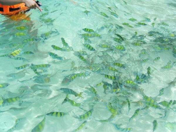 Khai Island Half Day By Catamaran