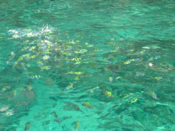 PREMIUM Phi Phi Early Bird By Speedboat